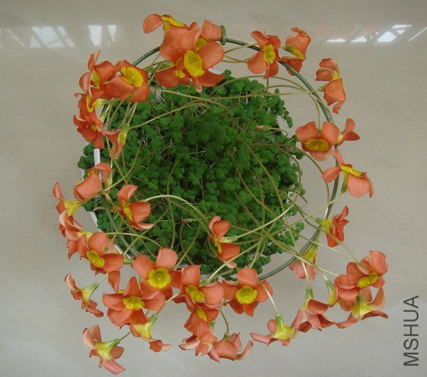 ����Ч��