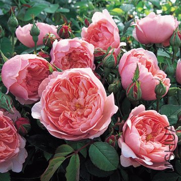 The Alnwick Rose.jpg