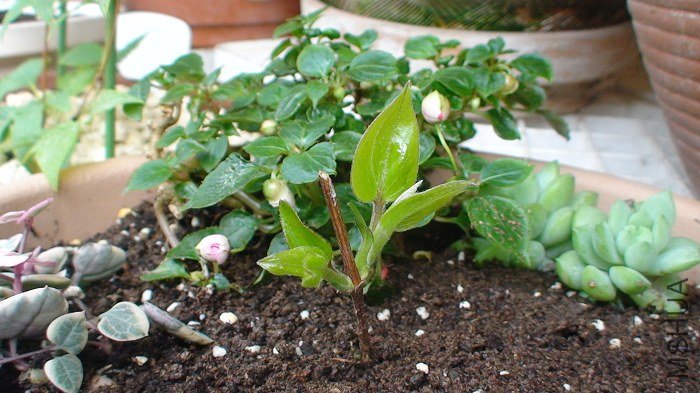 �������ڵ����ӣ�����������׳ѿ�����˴��裬������һ�ڣ���