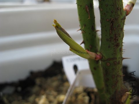 nEO_IMG_IMG_0631.jpg