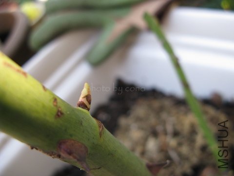 nEO_IMG_IMG_0621.jpg