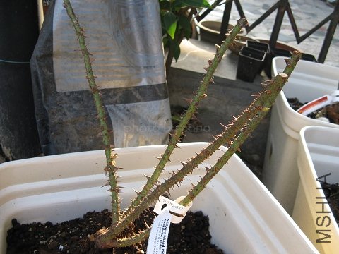 nEO_IMG_IMG_0626.jpg