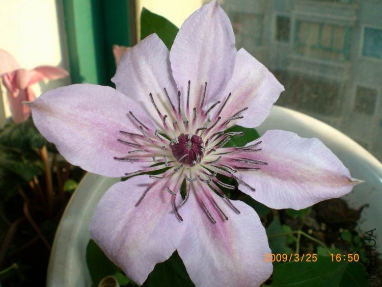 ������С CIMG3998.JPG