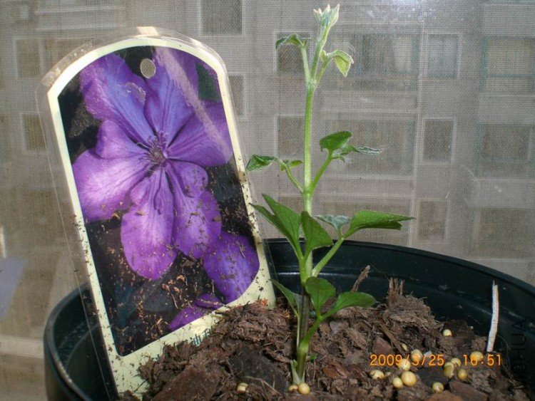 ������С CIMG4004.JPG