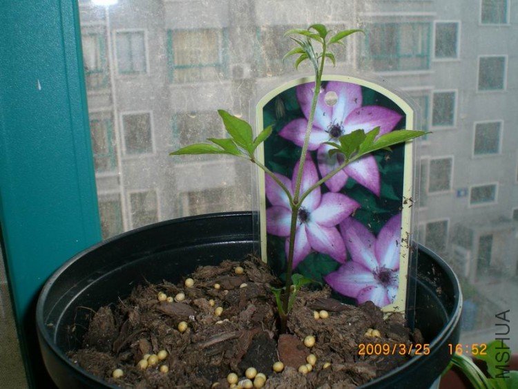 ������С CIMG4007.JPG