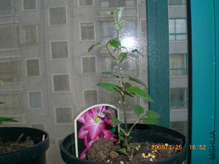 ������С CIMG4006.JPG