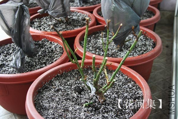 IMG_3013 ����.jpg