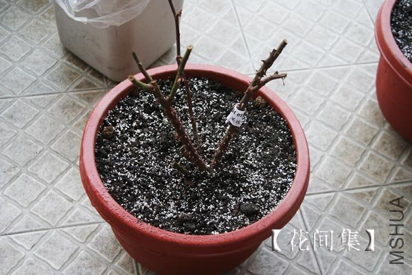 IMG_3029 ����.jpg