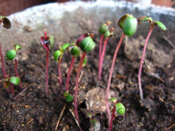 2009_03_27 004_1.jpg