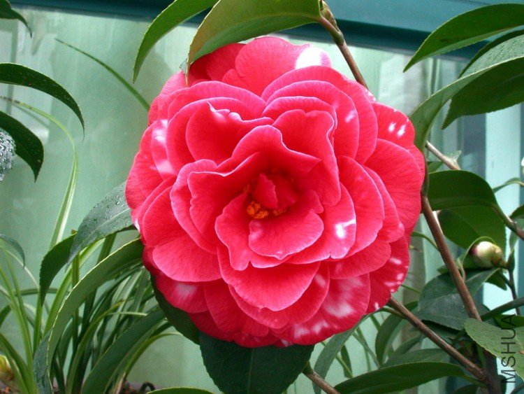 DSCN3525.jpg