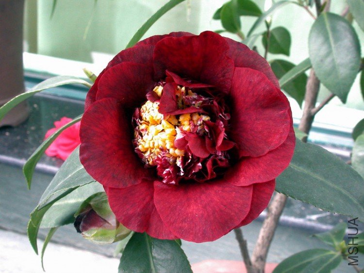 DSCN3535.JPG