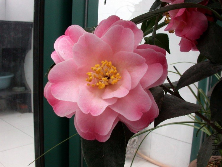 DSCN3518.jpg