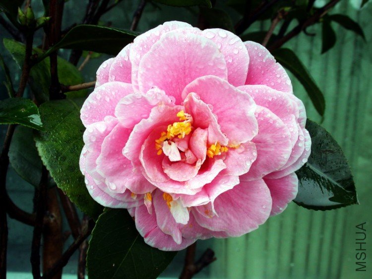 DSCN3528.jpg