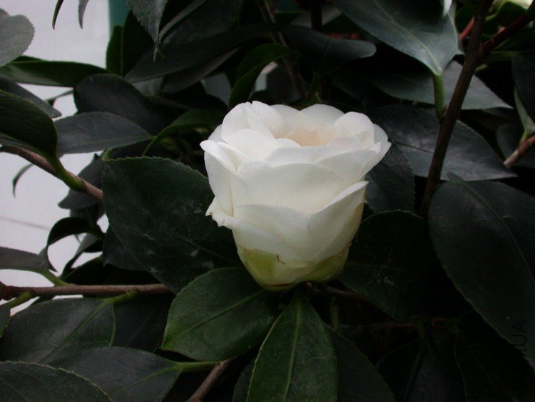 DSCN3538.JPG