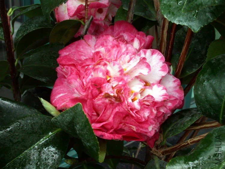 DSCN3521.jpg