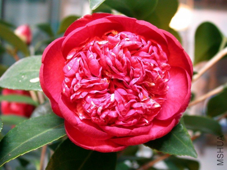 DSCN3531.jpg