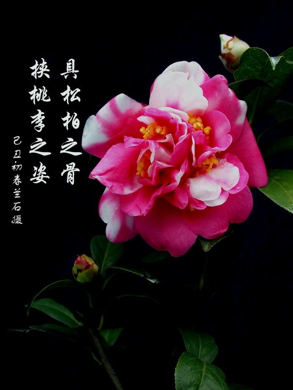 DSCN3315b.jpg