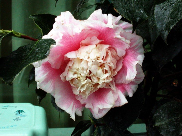 DSCN3522.jpg