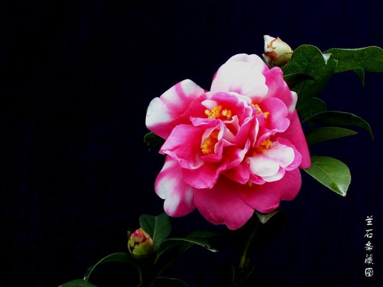 DSCN3313.jpg