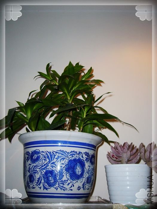 �������ĸ�����