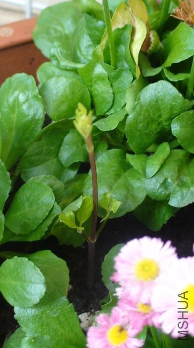 3-23�յķ��ġ�����һ����׳��֦����