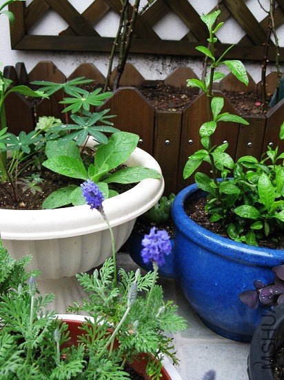 ��ѩ����޹�²ݡ����̲ݡ����ȶ�