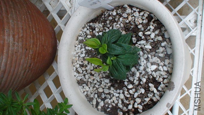 2-19��, ���Ѿ�����������¾���ҶƬ��, ��Ȼð�������˾�ϲ������!