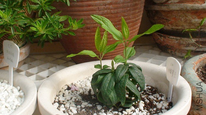 2-22��, ���̿�ʼ��������, ҶƬչ��.