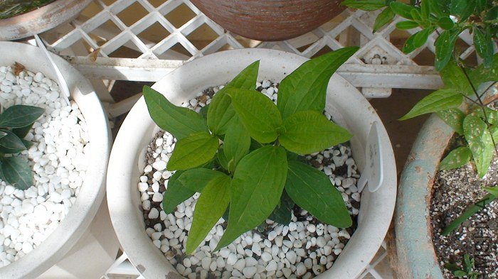 2-27��, �̶̵�һ��, ��Ҷ��������Ұ!