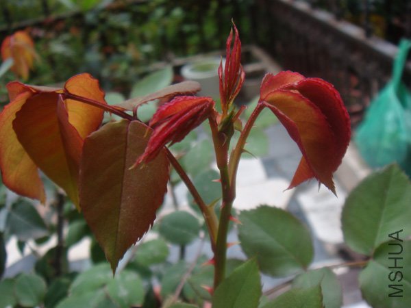 DSC02194.JPG