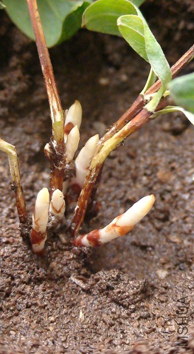 ������׳ѿ����д!