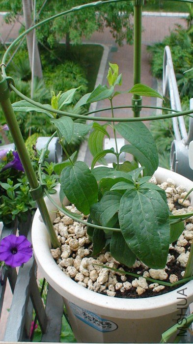 3-23��, ���ڿ���ѿʱ֦������(û��), ��������. ����������, �Ͻ����˼���.