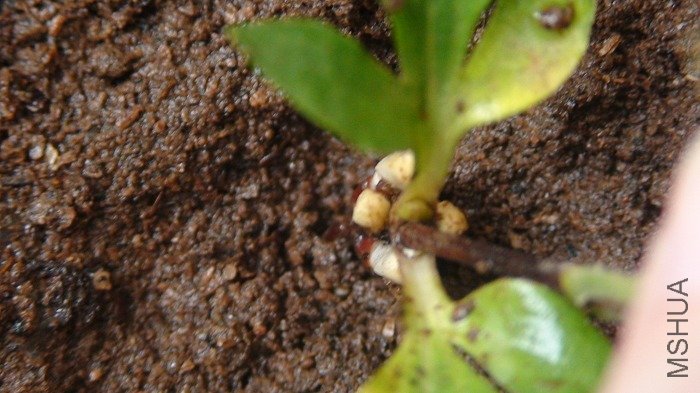 �ĸ���ѿ�ĸ���Ч��.