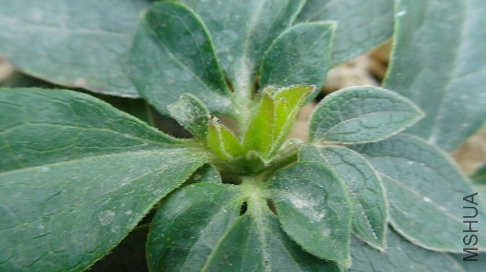 3-27��, ���˲����Ķ����³���������ѿ��! ���ǲ�֪�����4����ѿ��ʱ�ܹ�������.