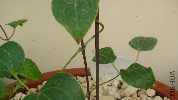 3-27��, ��������Ҳð����ѿ, ֻ��̫С��!