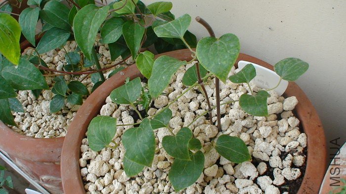 3-18��, �ּ���һ��Ǥ��, ʵ��̫�뷱ֳ���Ʒ����!