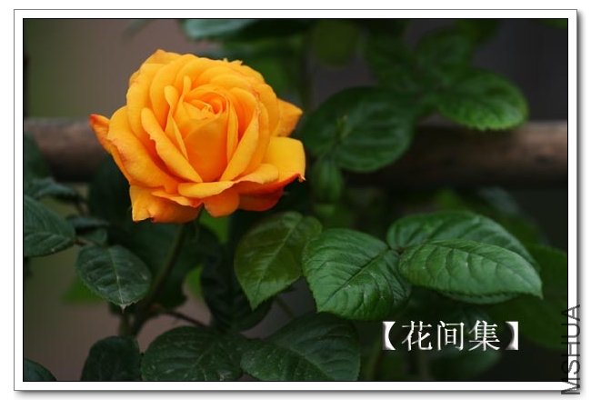 IMG_3205 ����.jpg