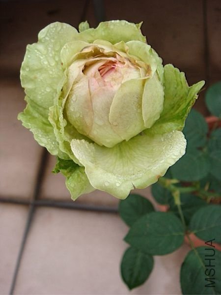 TN_DSC07067.JPG