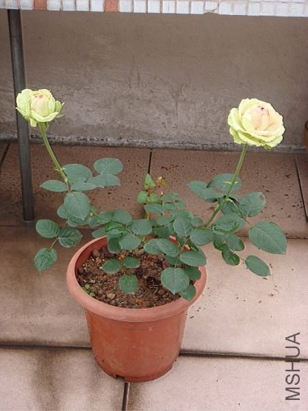 ZDSC07074.JPG
