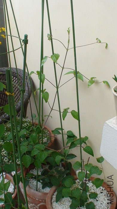 �̺���һ��ʱ�䳤�ú���, �������ֳ����ˣ�(3-11��) ���ǵײ�������Ȧ������.