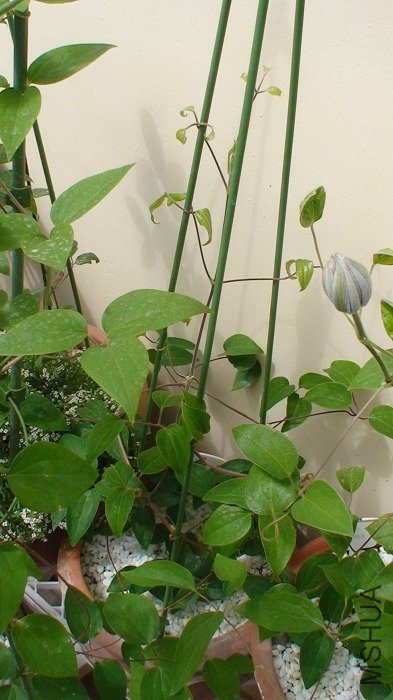 ʵ�ڲ������Ӹ���ֱ�ų���, �¾��İ�����������.  �̺��Եú�ɢ, ���Ҳ������ж����! ��ʵ���Ѿ�����150CM ...