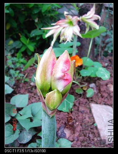 nEO_IMG_DSC07814.jpg