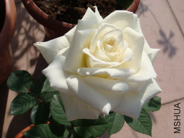 DSC06134.JPG