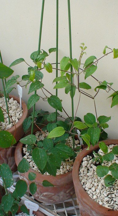 ����̫��, ���̵���һȦ�����ӣ�(3-18��)