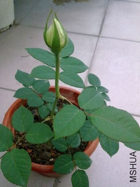 20090306338.jpg