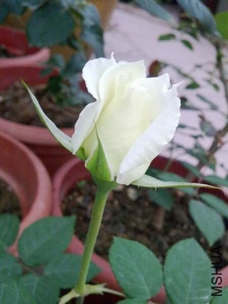 20090311400.jpg