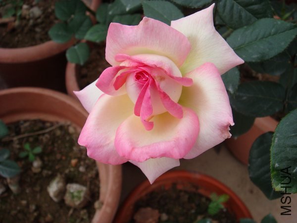 DSC06679.JPG