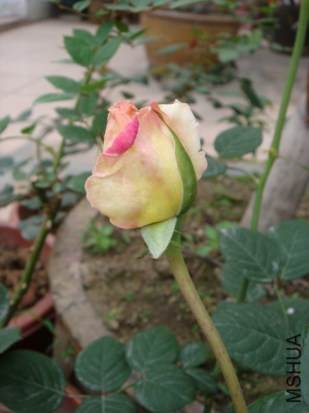 DSC06690.JPG