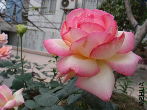 DSC06667.JPG