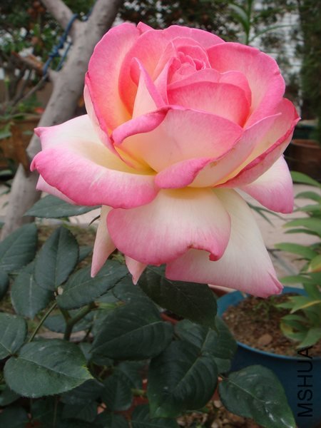 DSC06695.JPG